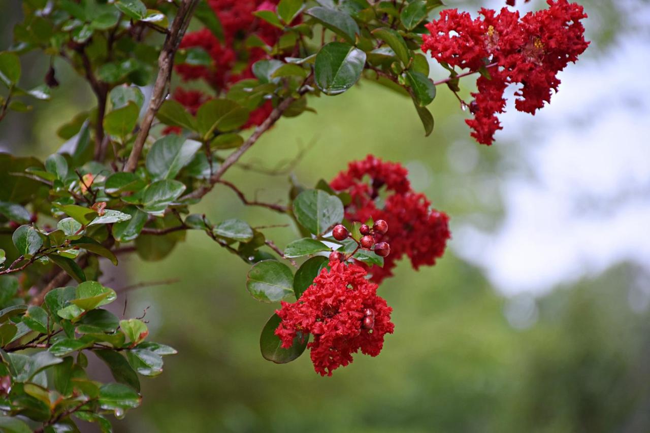 คูลเตอร์ ฟาร์มสเตด Bed & Breakfast Washington ภายนอก รูปภาพ
